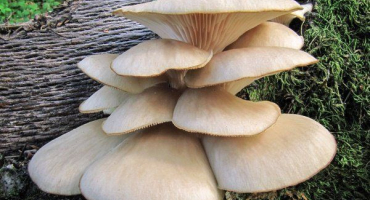 Jak správně sušit hlívu ústřičnou?